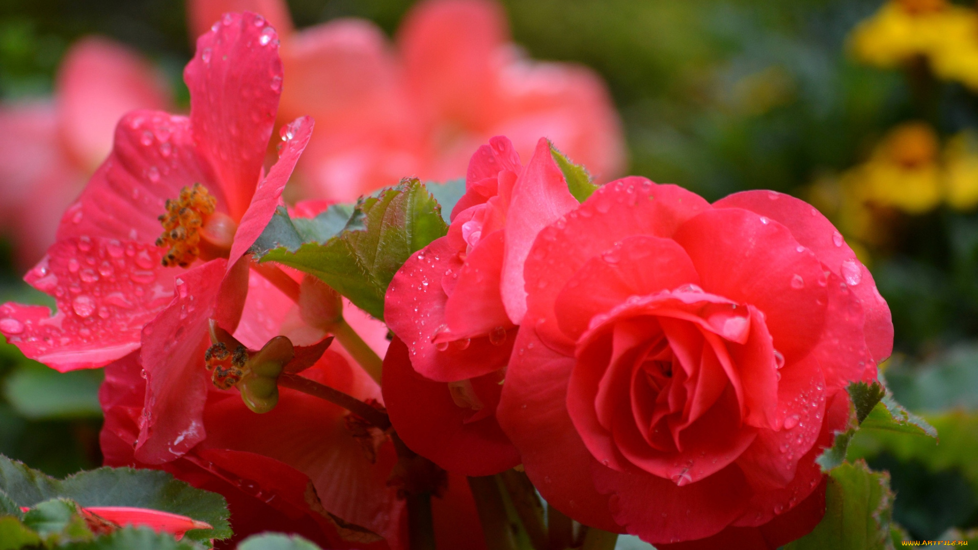 цветы, бегония, красный