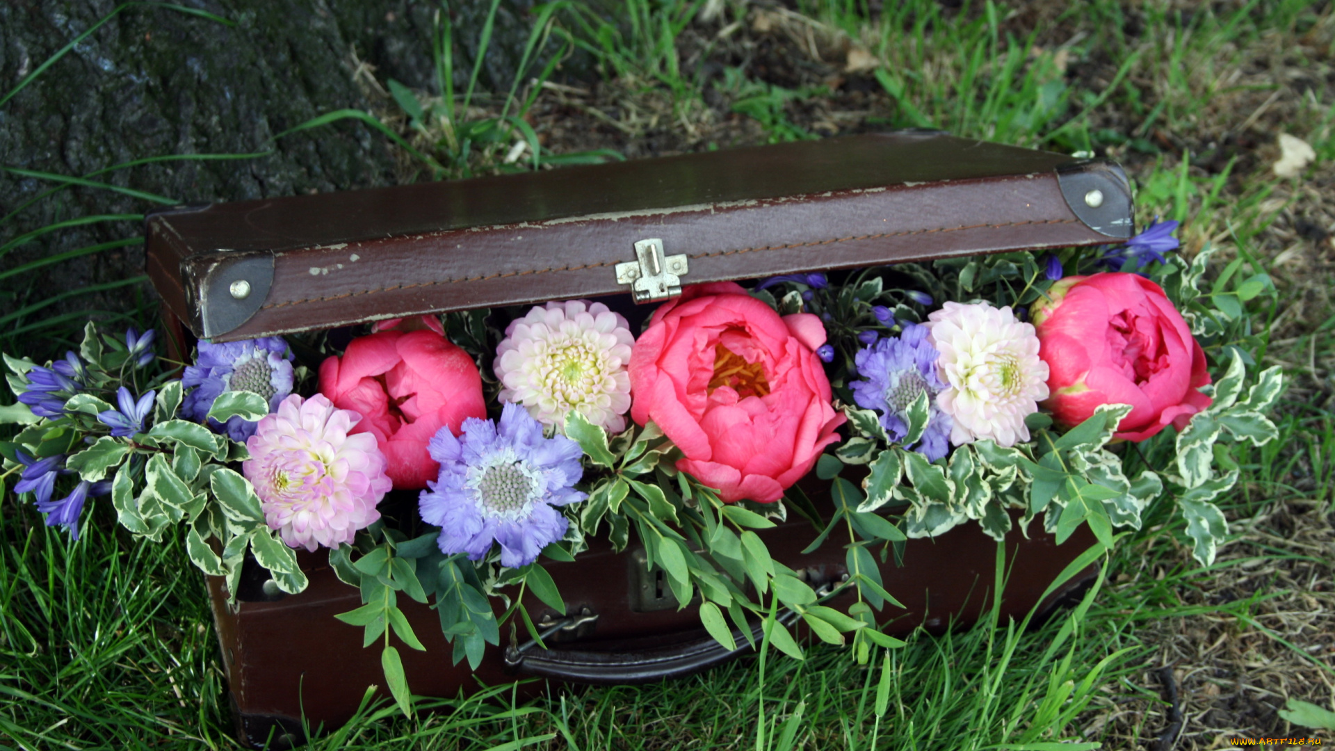 цветы, букеты, композиции, пионы, георгины, agapanthus