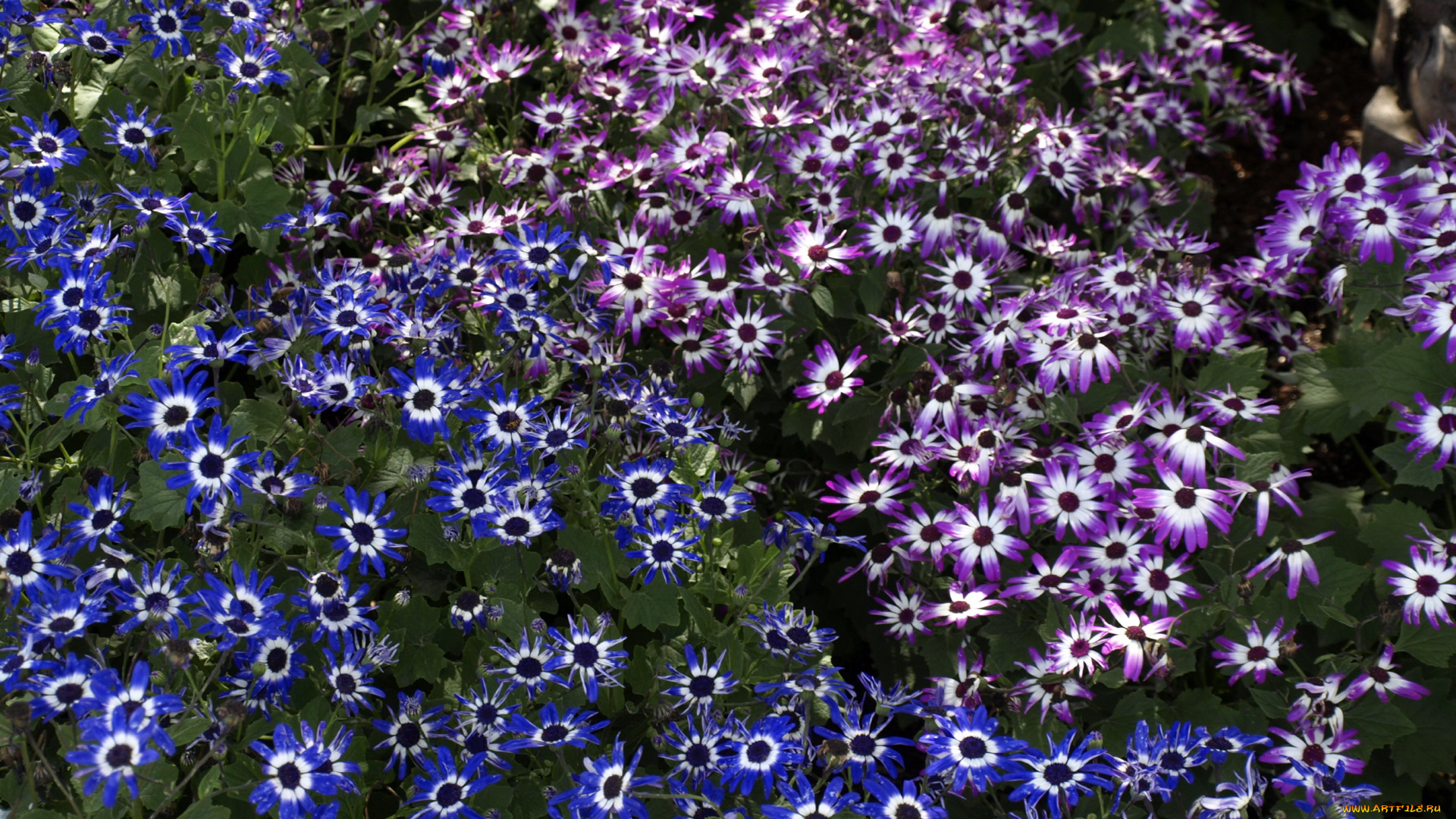 цветы, цинерария, африканская, астра, циненария
