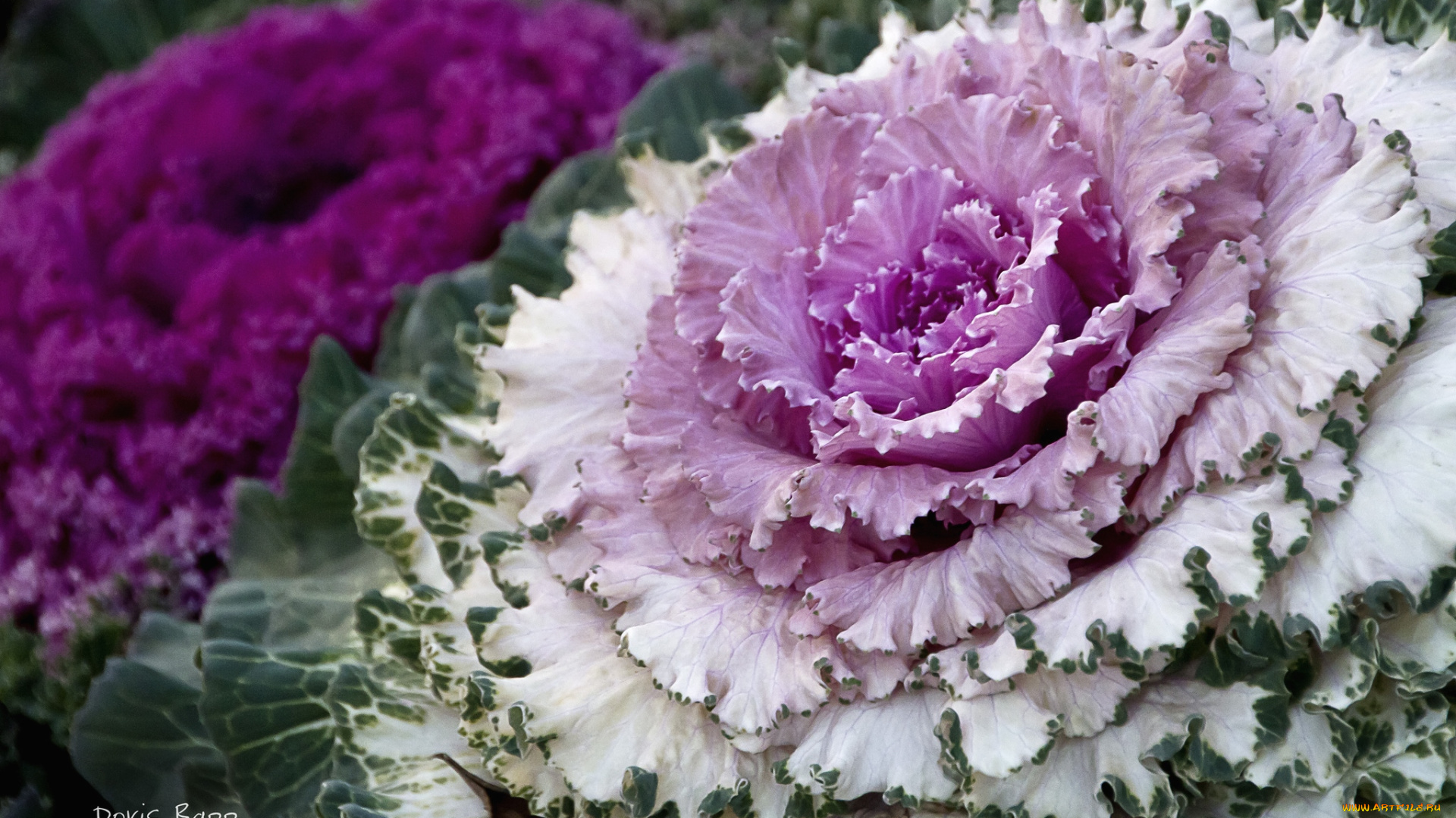 цветы, декоративная, капуста