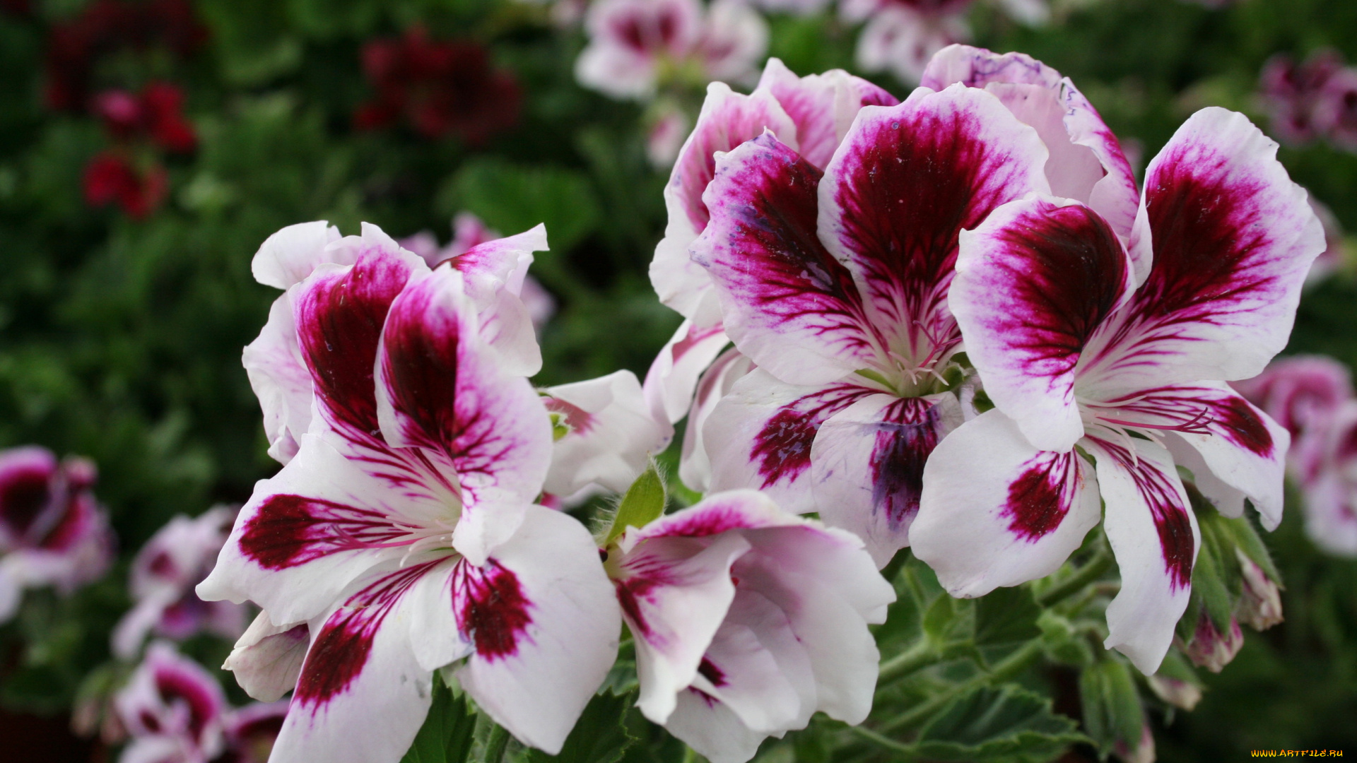 цветы, герань, куст