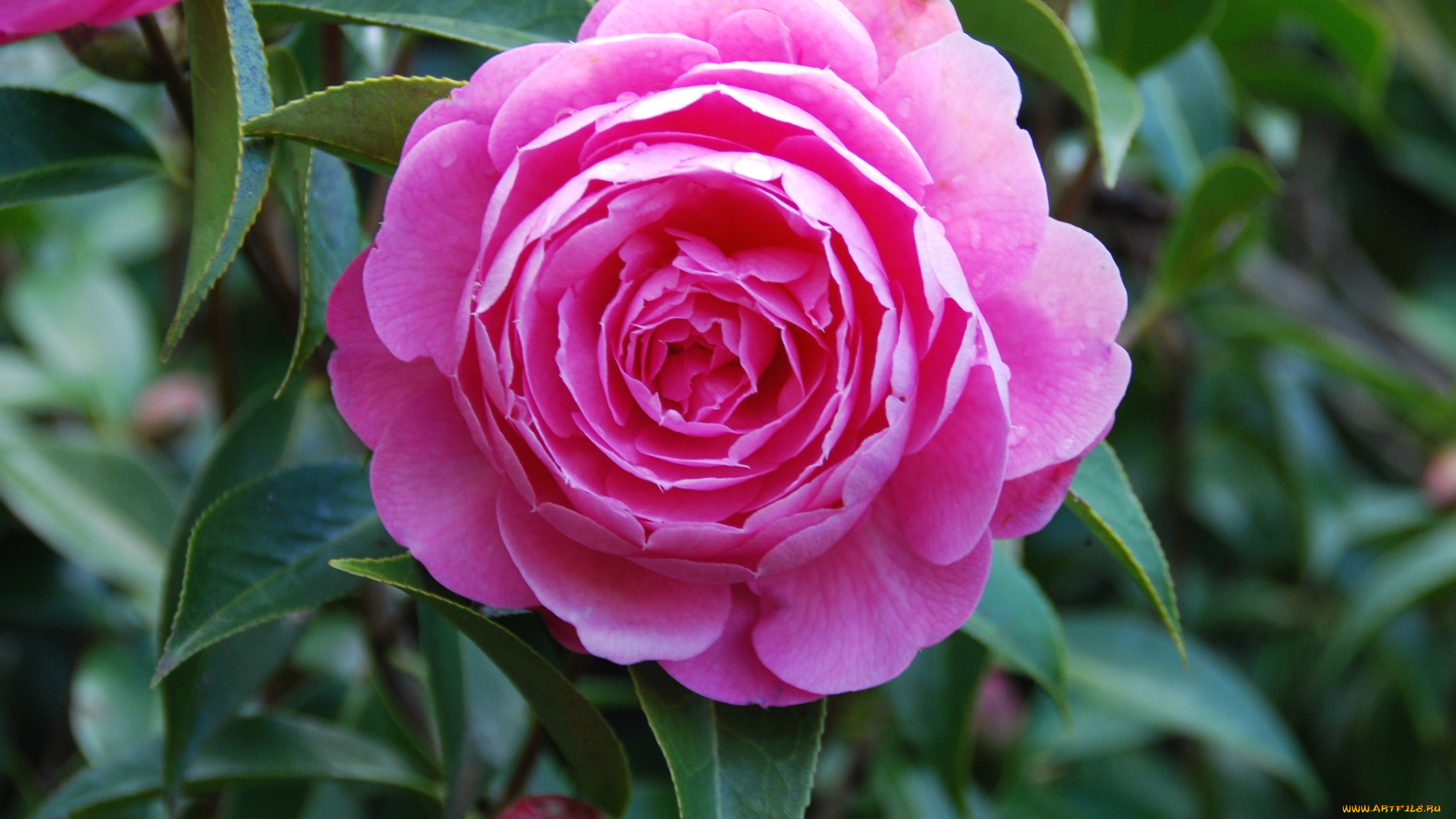 цветы, камелии, розовый