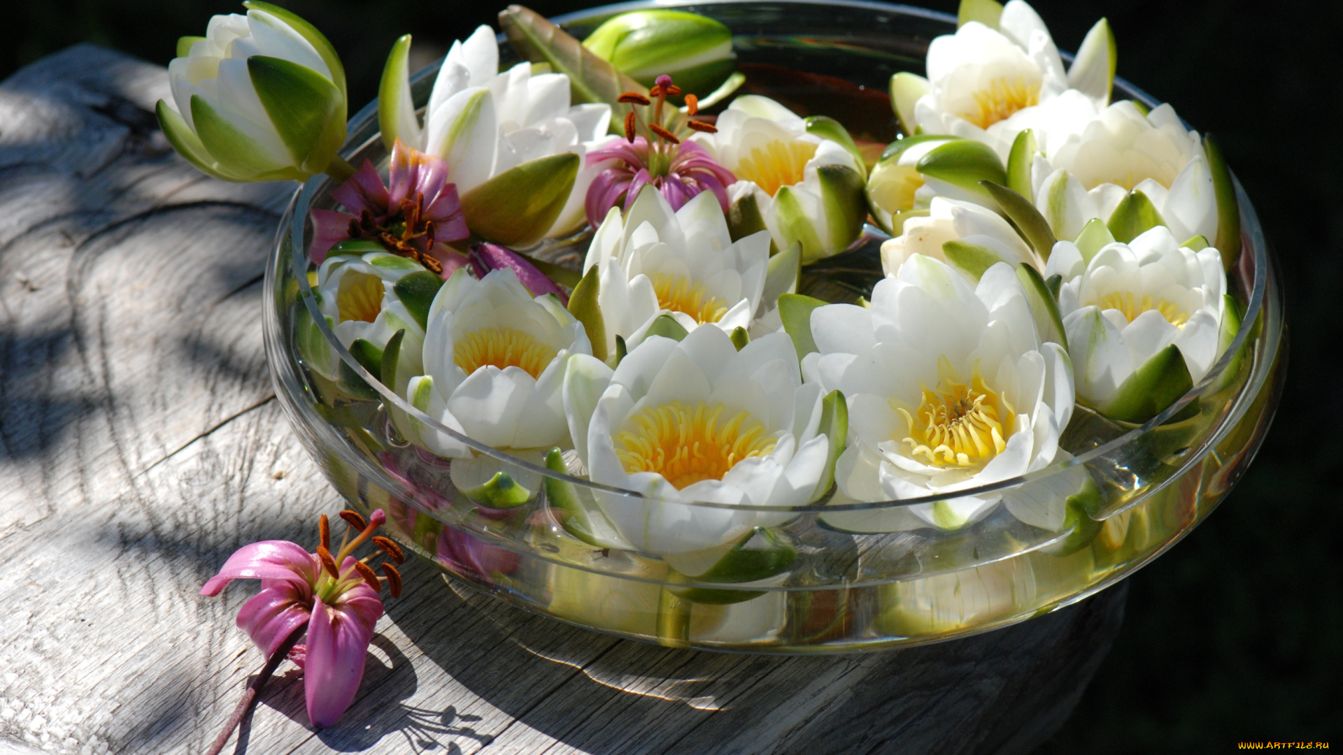 цветы, лилии, водяные, нимфеи, кувшинки