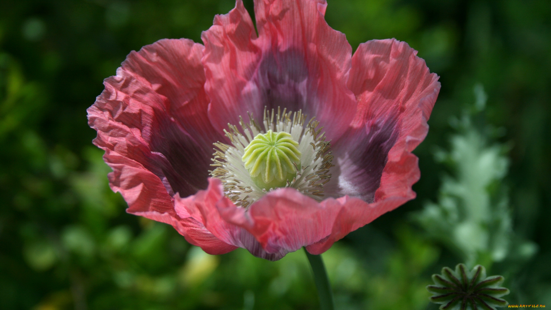 цветы, маки, макро