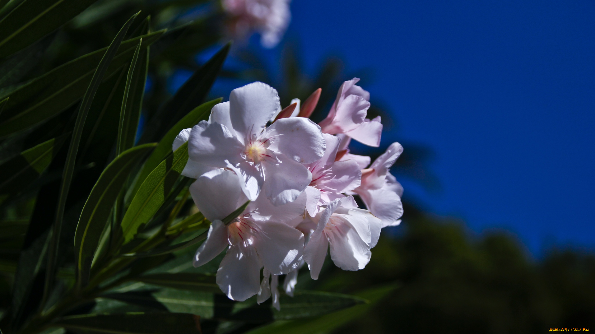 цветы, олеандры, экзотика