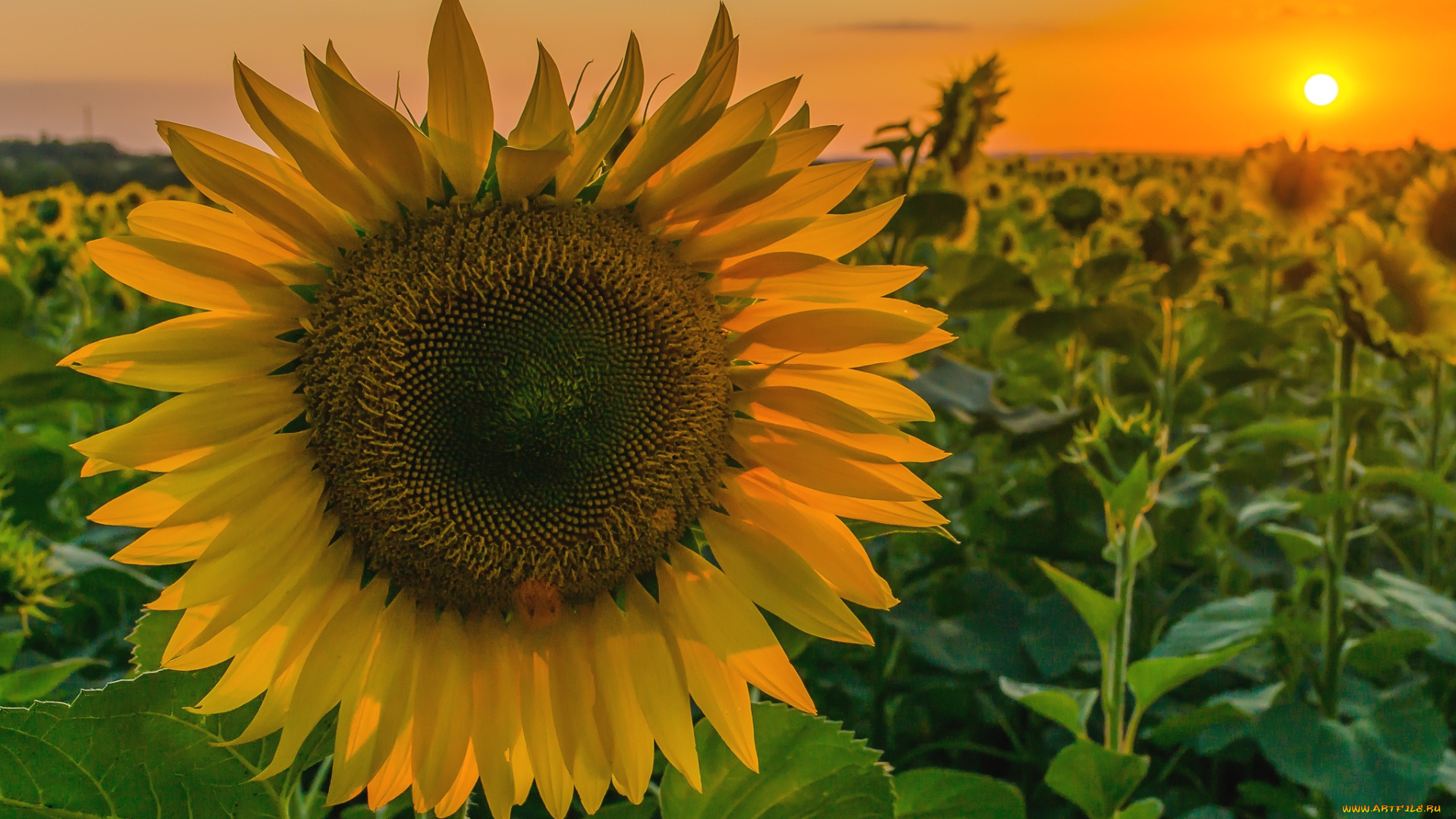 цветы, подсолнухи, солнце