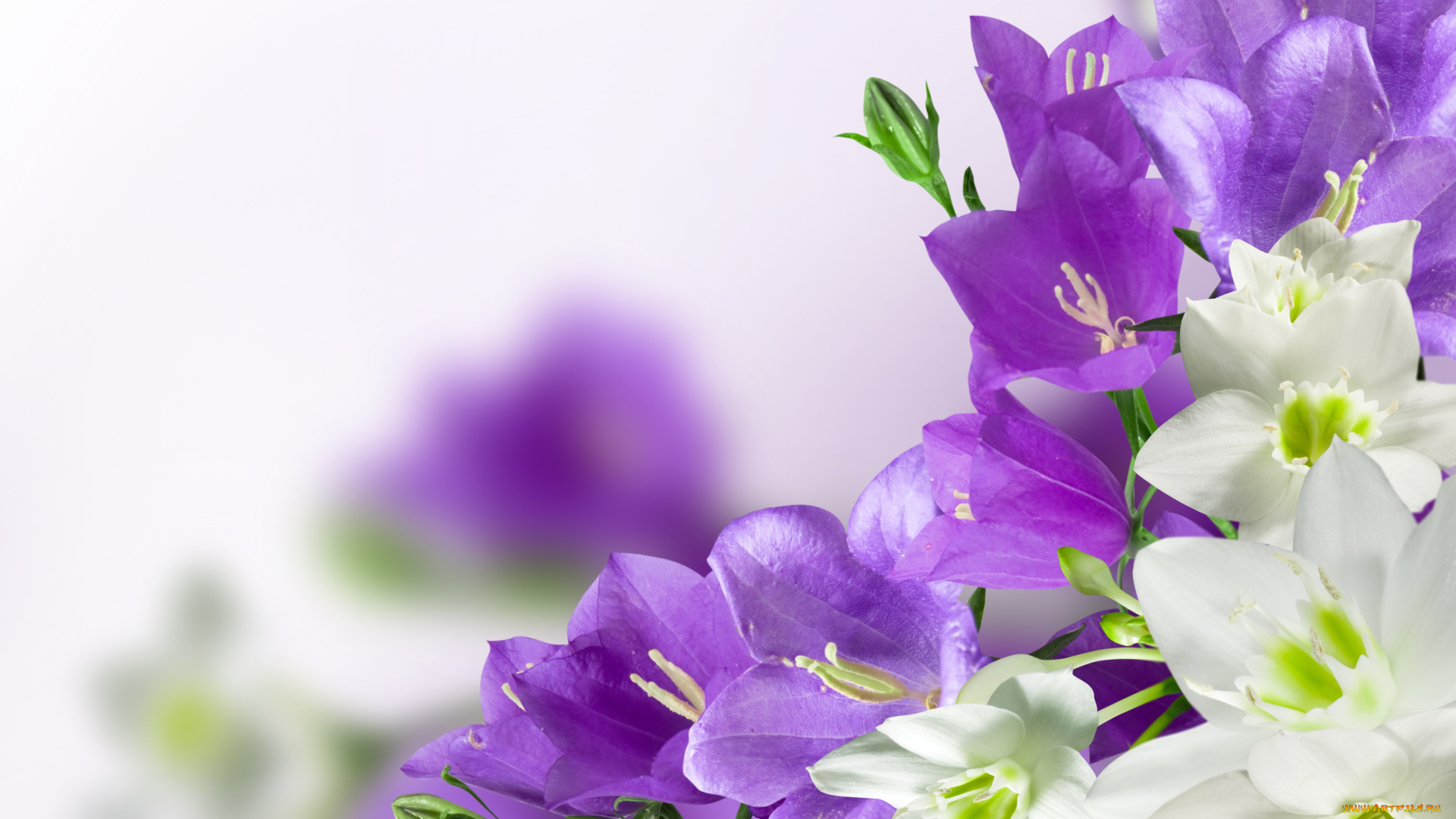 цветы, разные, вместе, эухарис, колокольчики