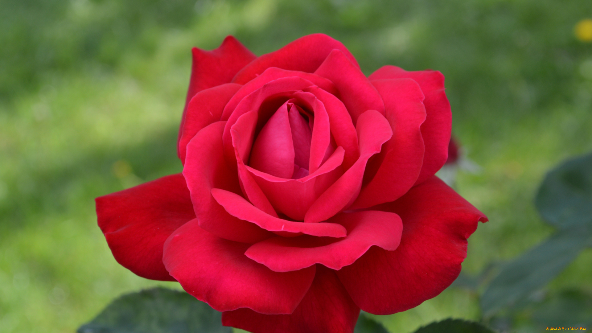 цветы, розы, бутон