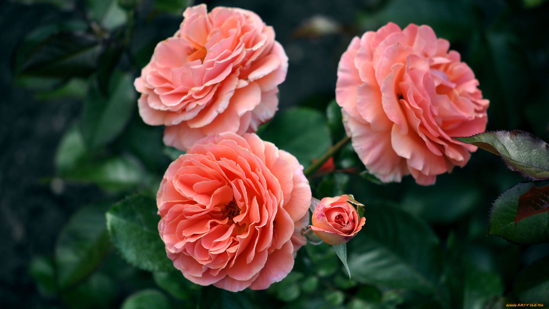 цветы, розы, бутоны