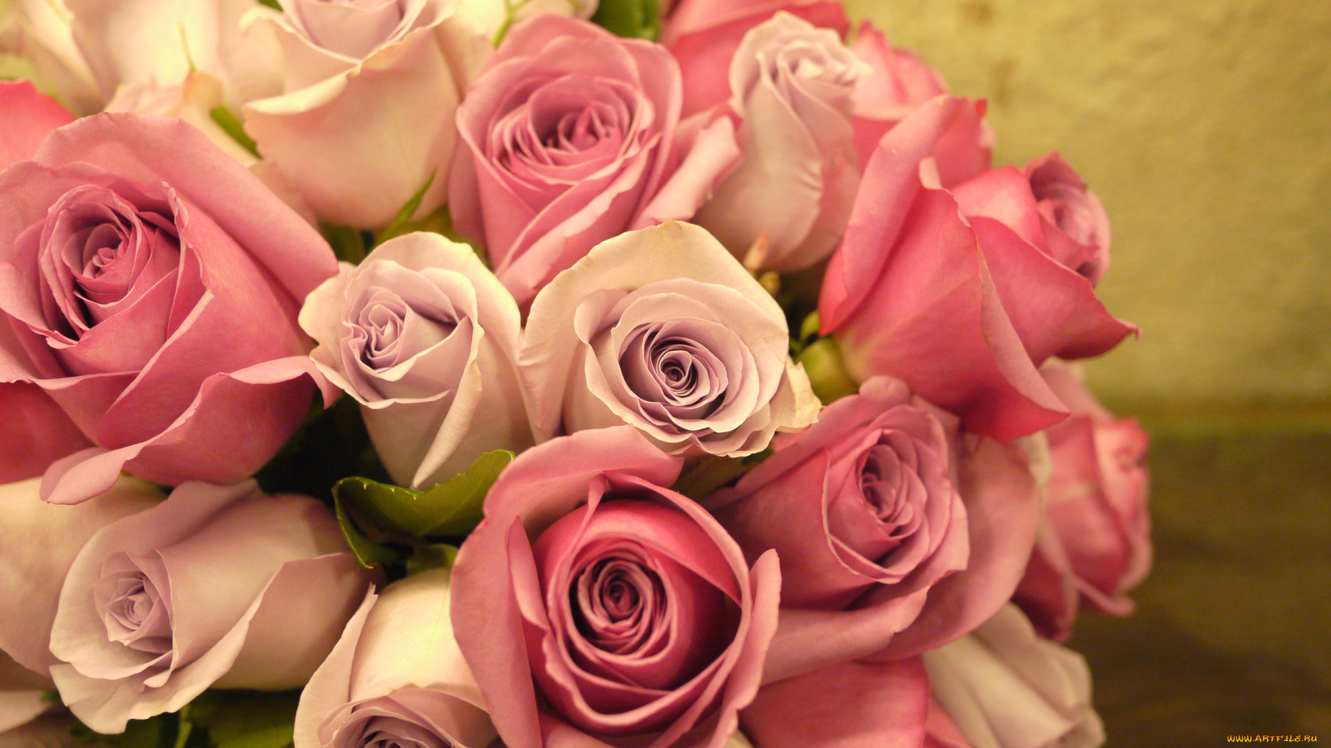 цветы, розы, бутоны