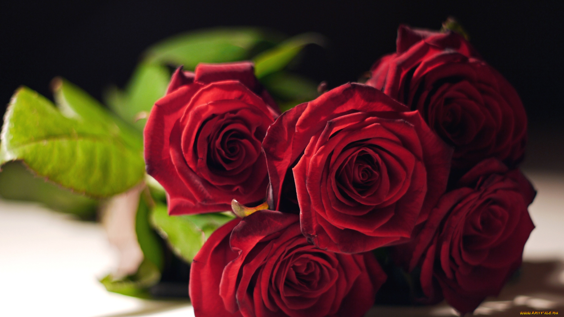 цветы, розы, красный