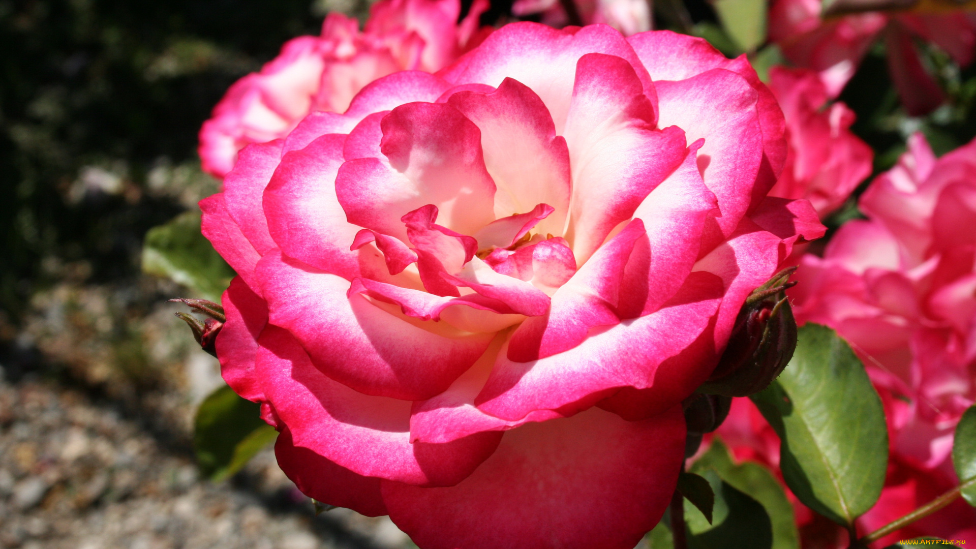 цветы, розы, роза