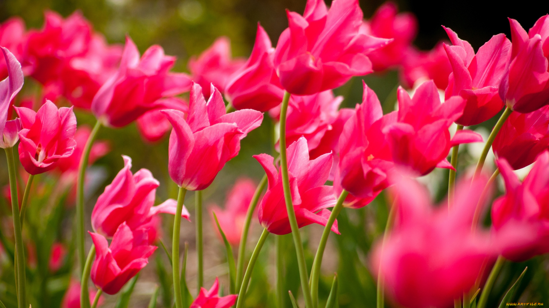 цветы, тюльпаны, розовый