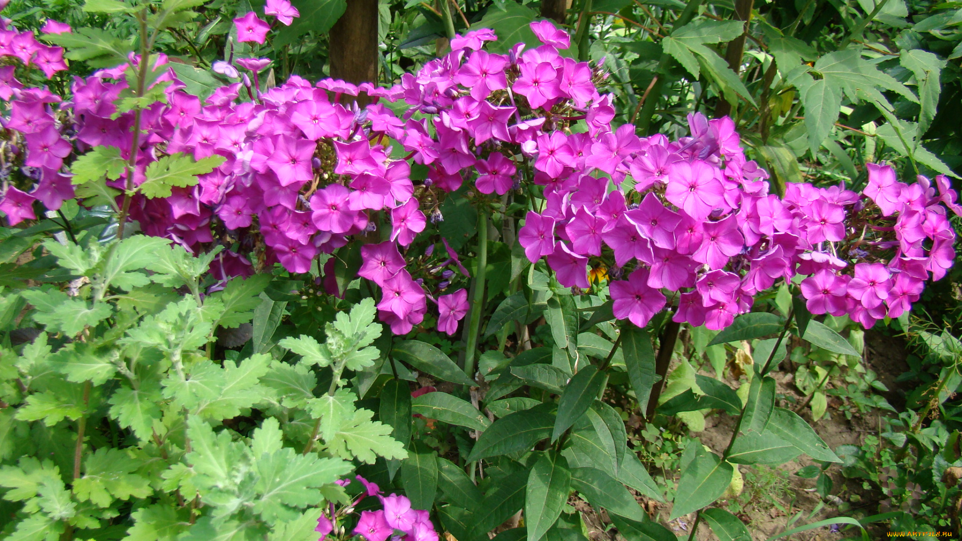 флоксы, цветы