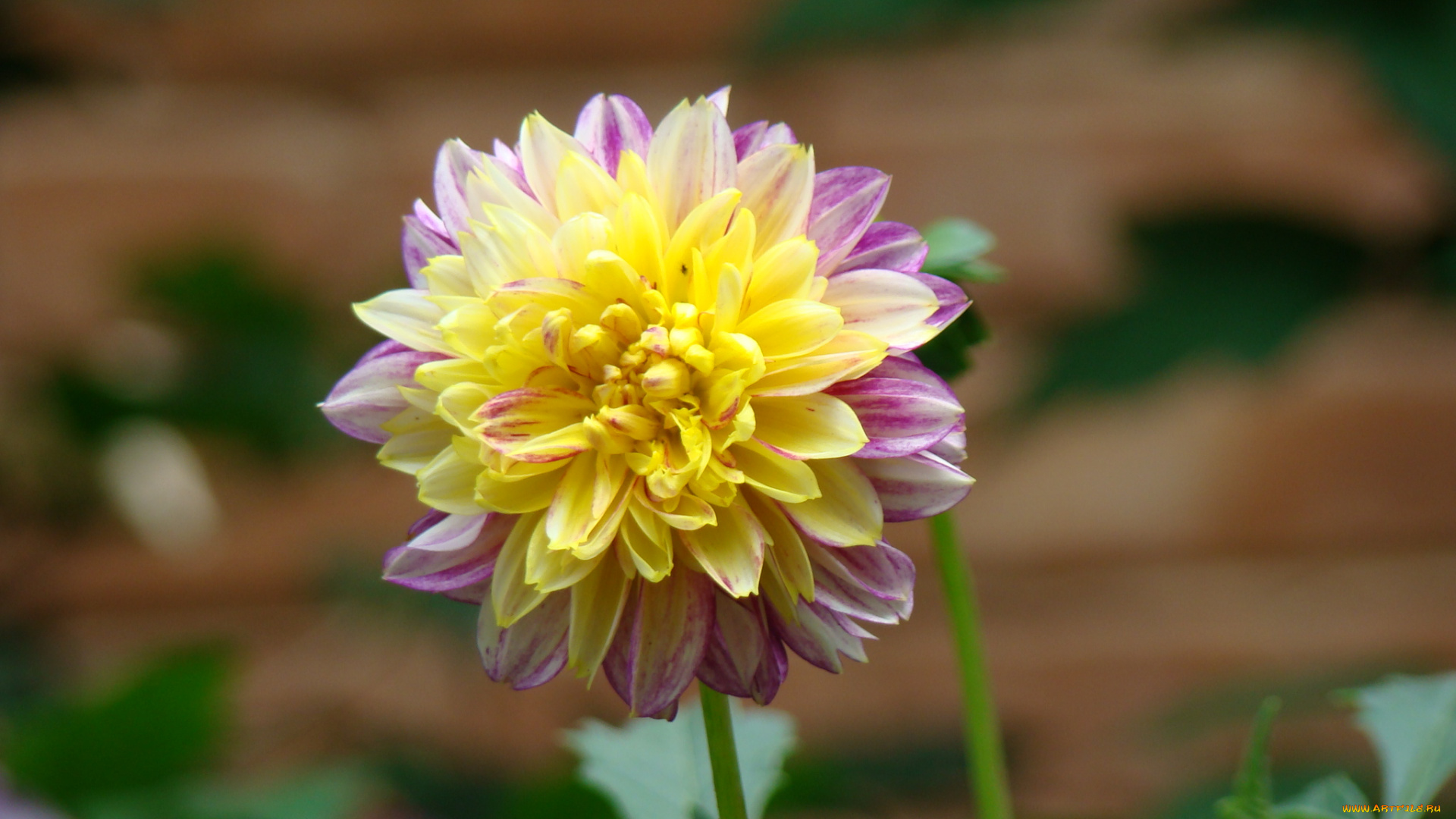 георгин, цветы, георгины