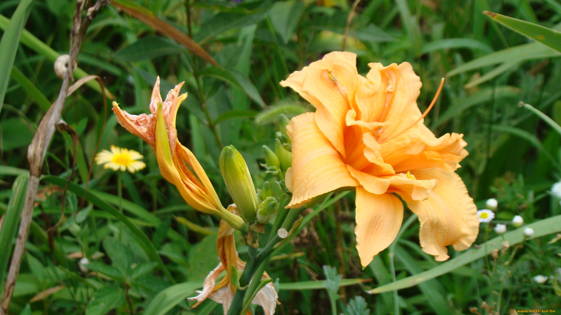 лилейник, цветы, лилии, лилейники