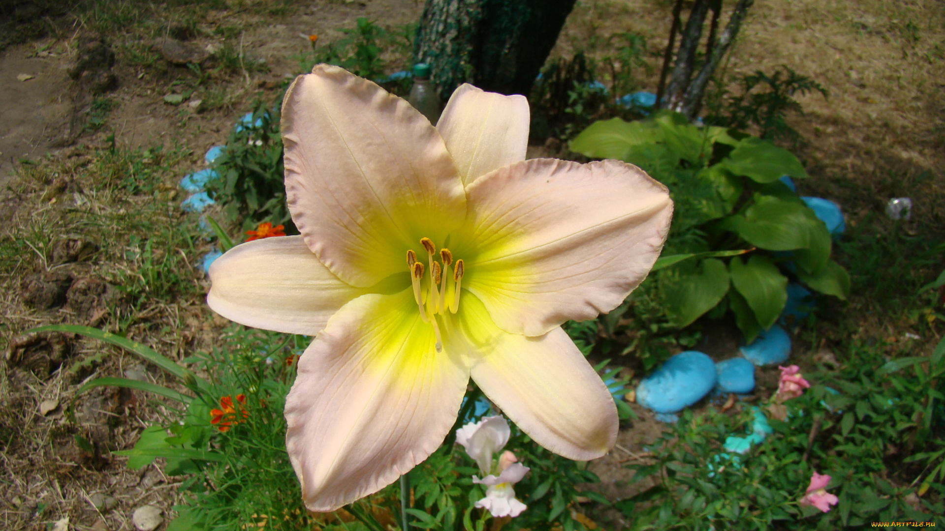 лилейник, цветы, лилии, лилейники