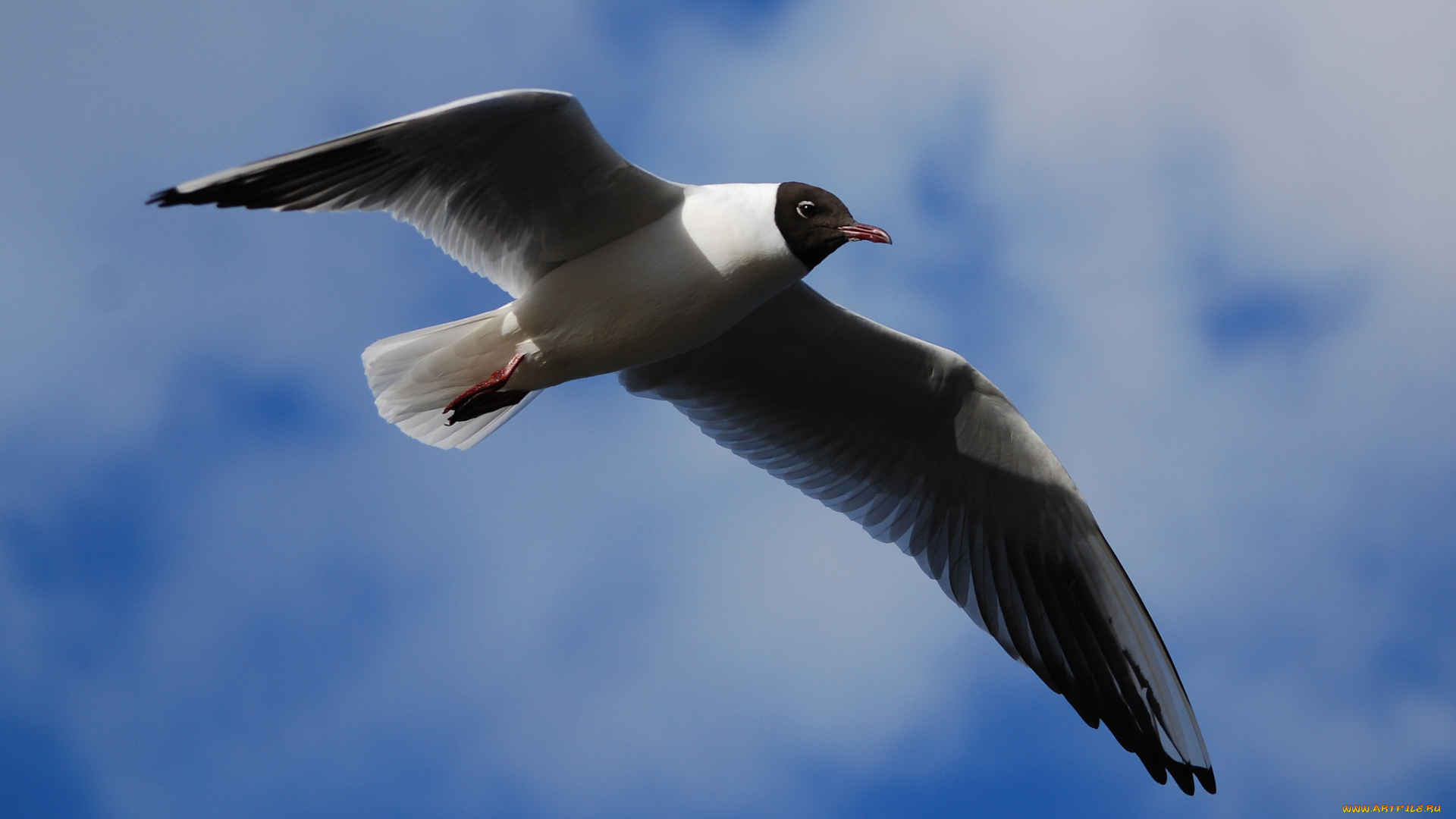 животные, Чайки, бакланы, крачки, взмах, небо, облака, синее, крылья, озерная, чайка, полет