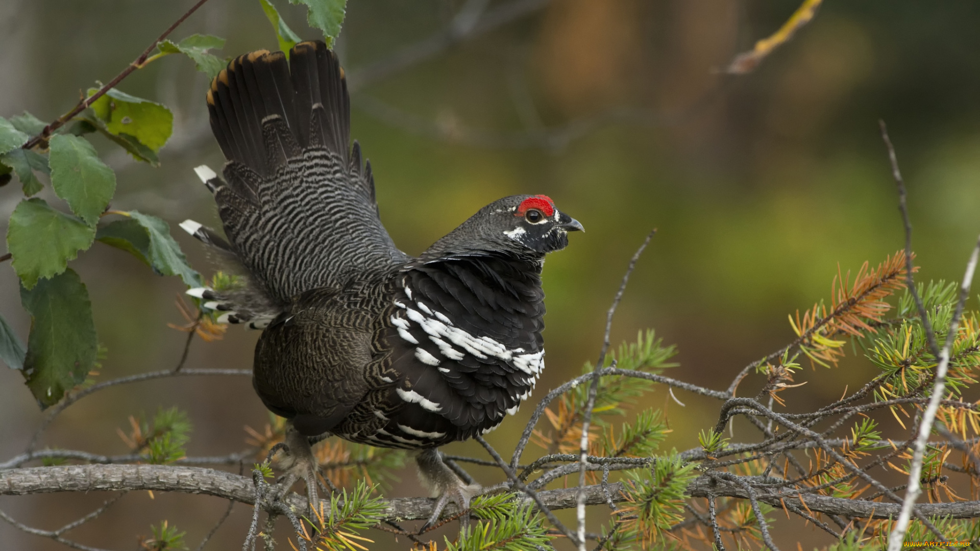 животные, глухари, тетерева, фазаны, пестрый