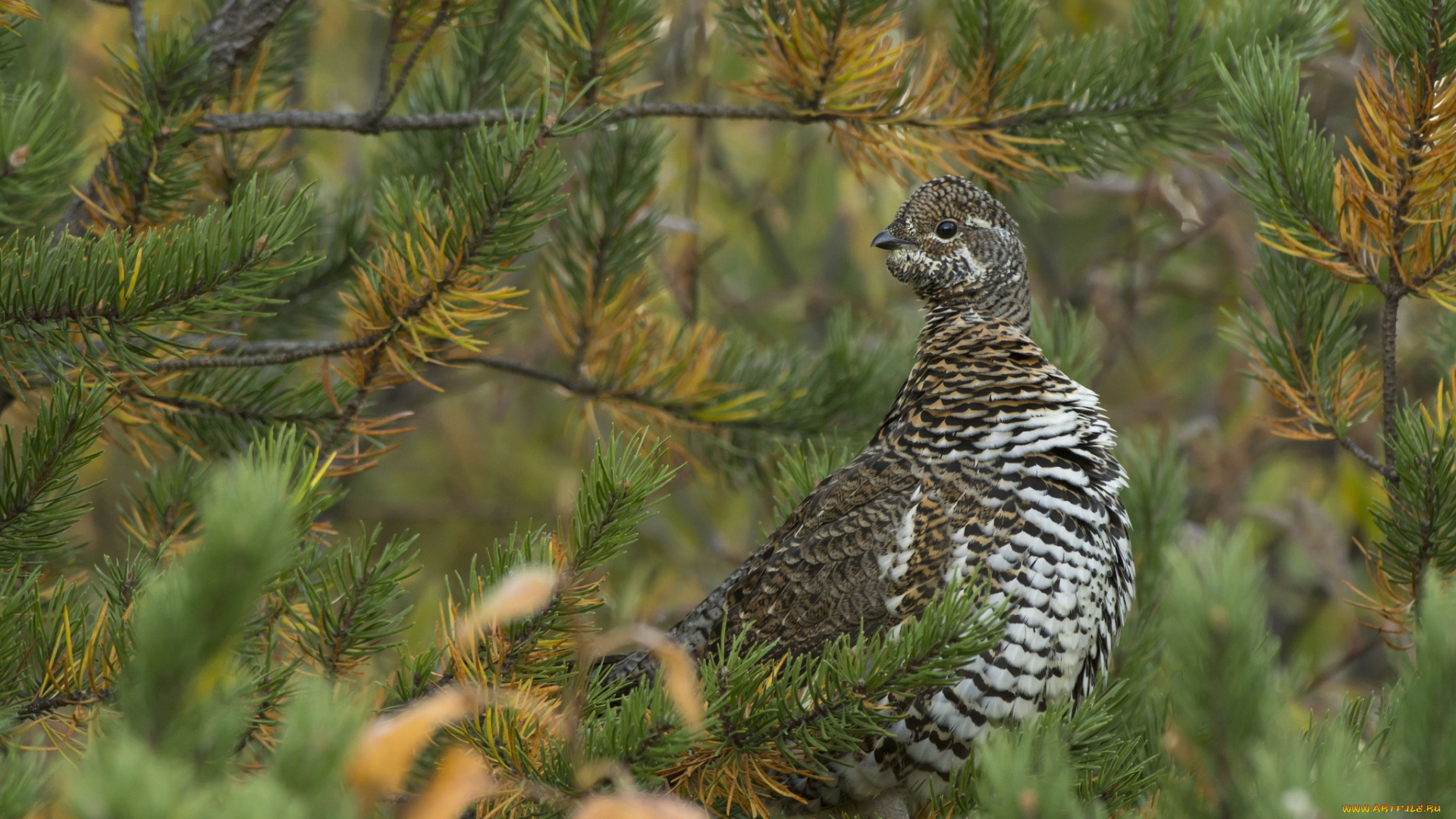 животные, куропатки, рябчики, перепела, пестрый