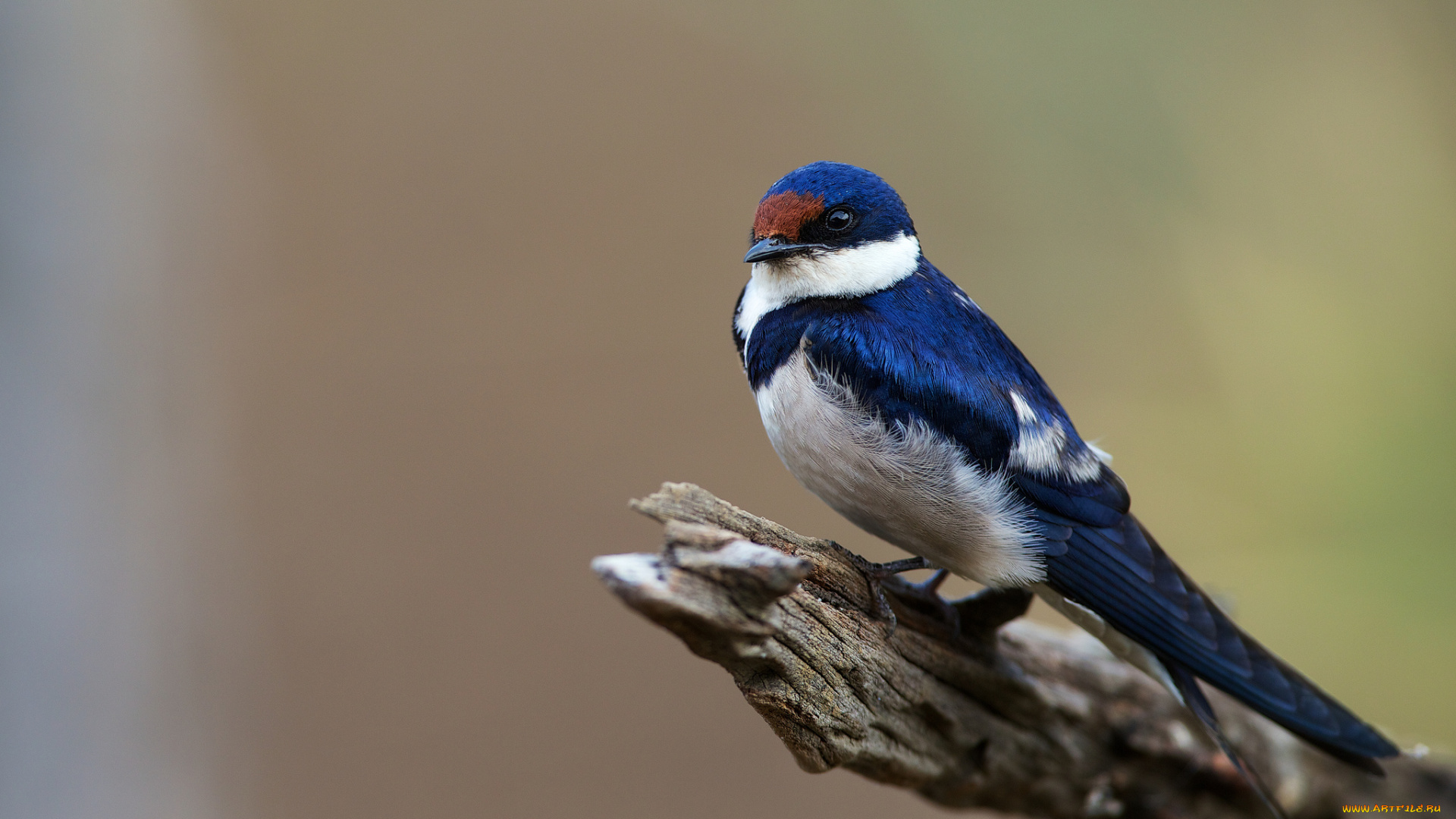 животные, ласточки, сук