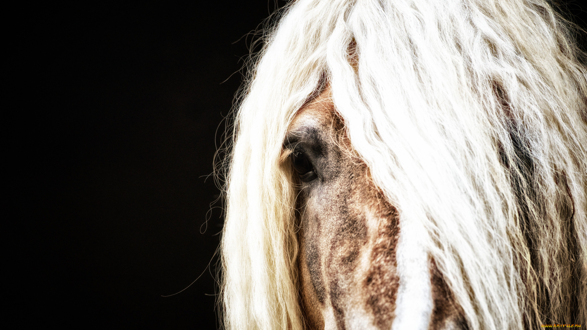 животные, лошади, грива, челка, глаз