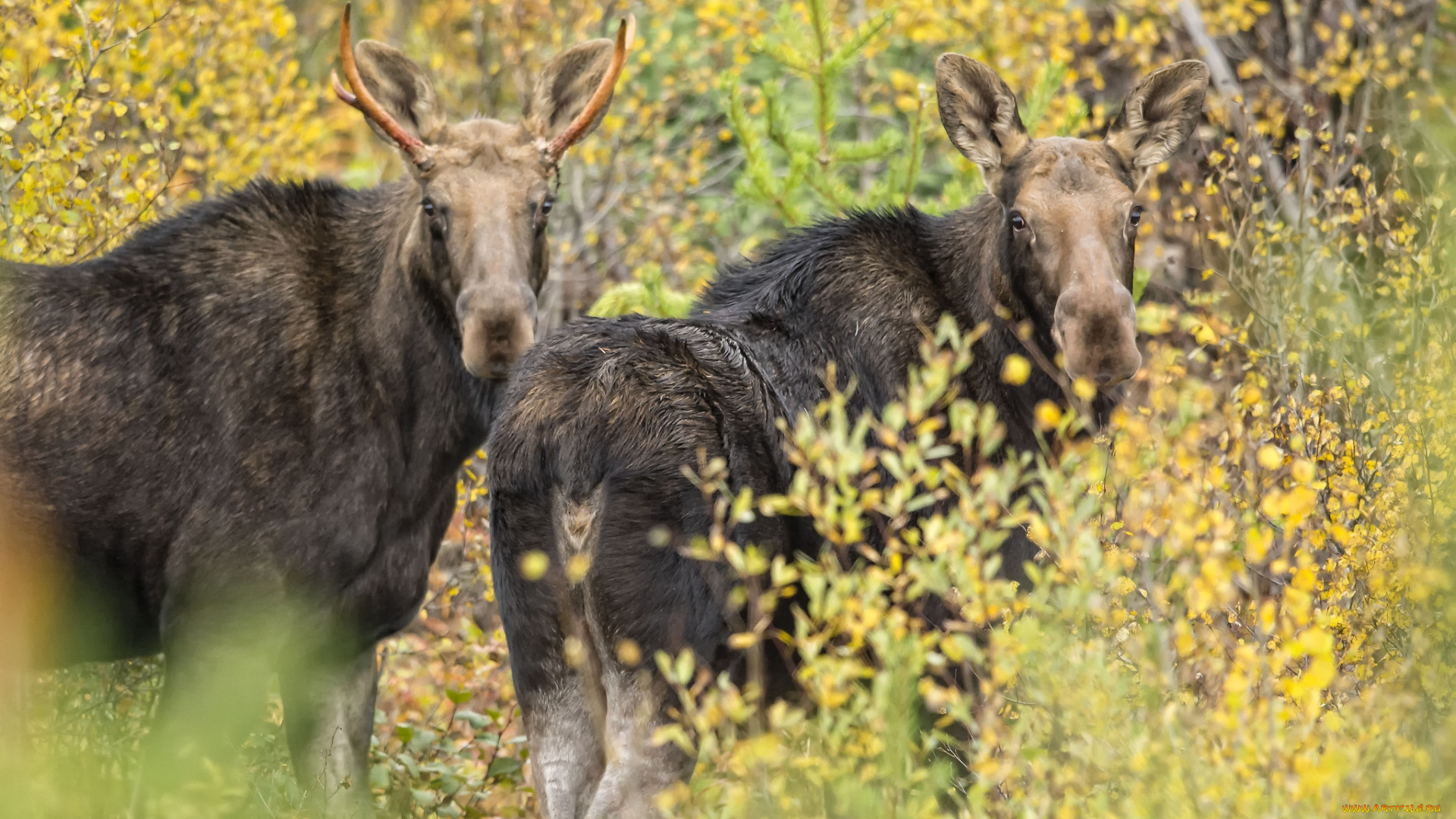 животные, лоси, парочка