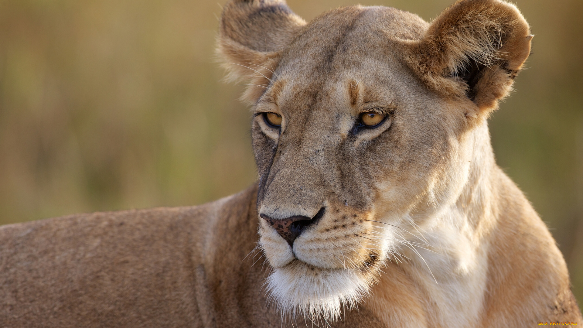 животные, львы, львица