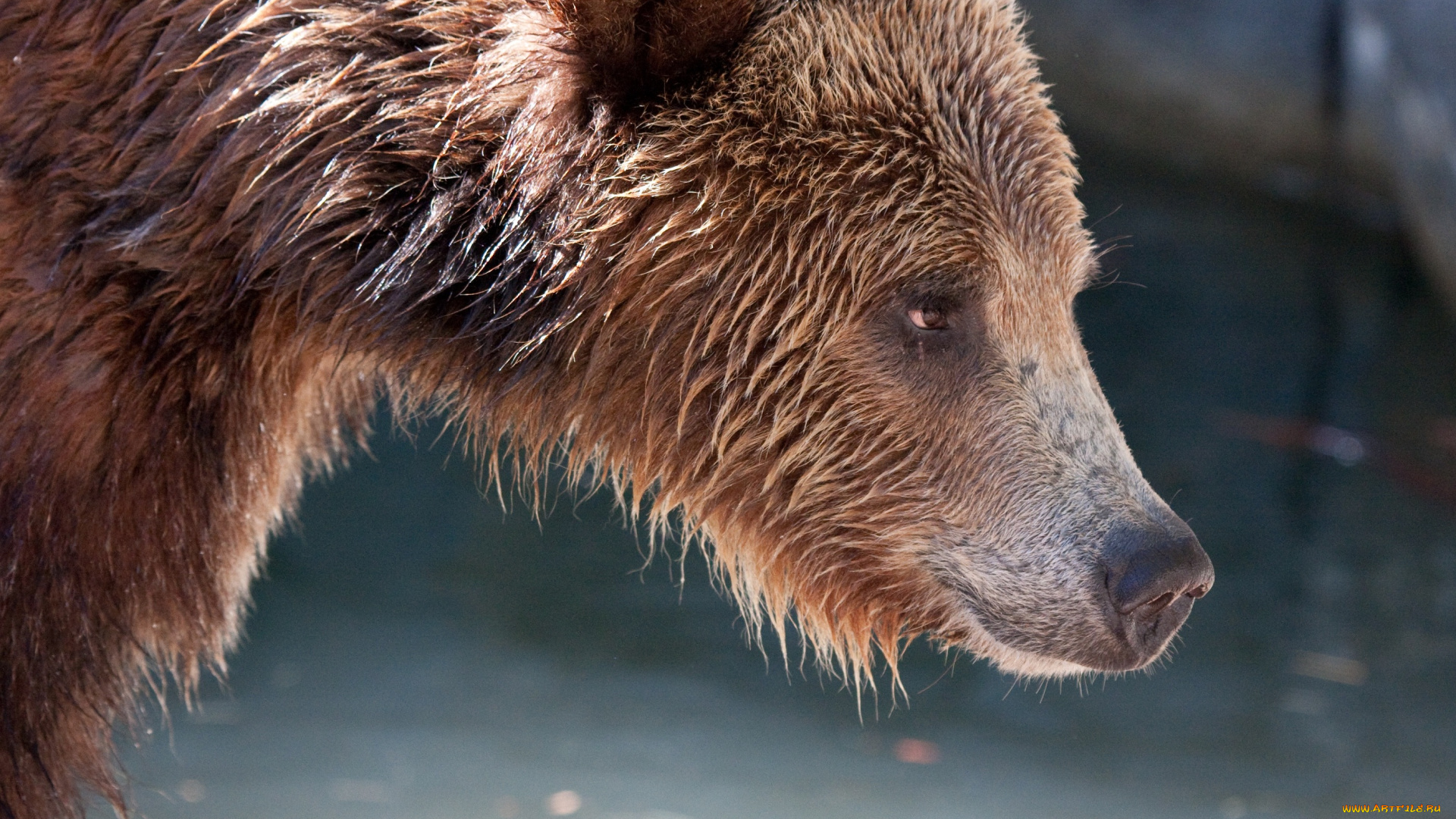 животные, медведи, морда, медведь