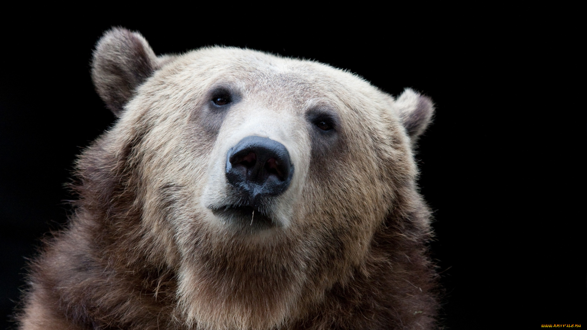 животные, медведи, морда, медведь, темный, фон