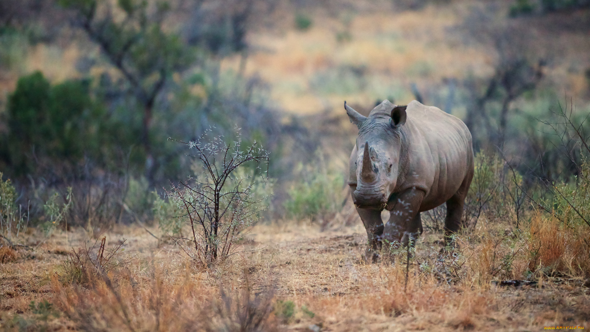 животные, носороги, саванна