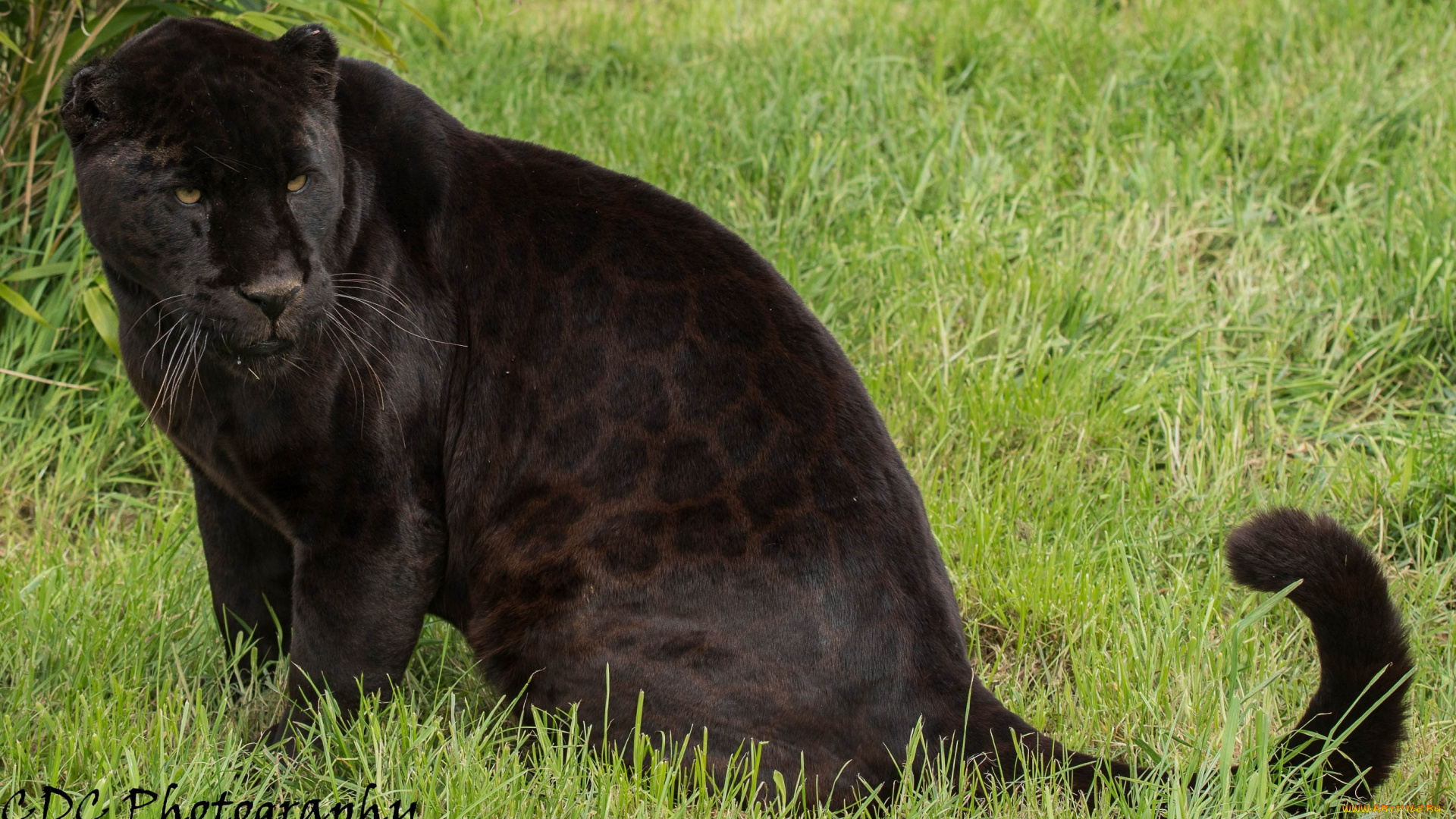животные, пантеры, черный, ягуар