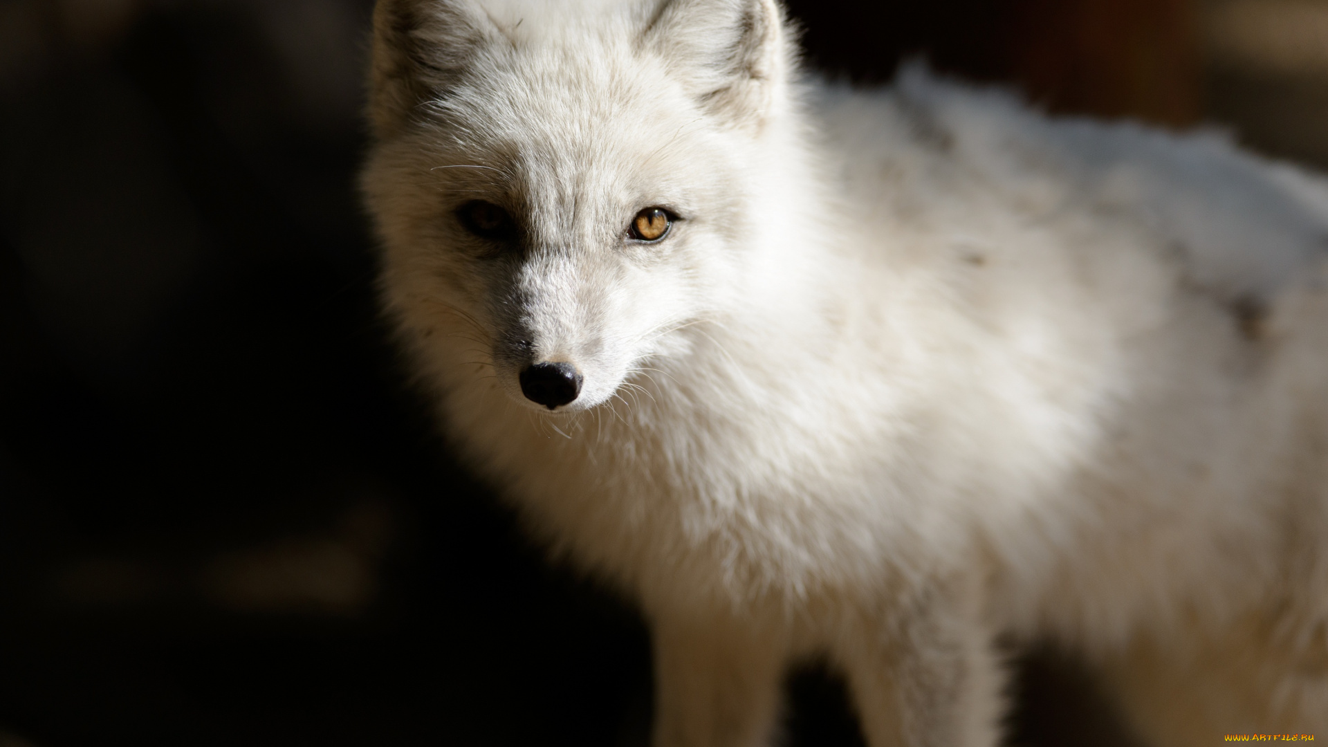 животные, песцы, песец, темный, фон