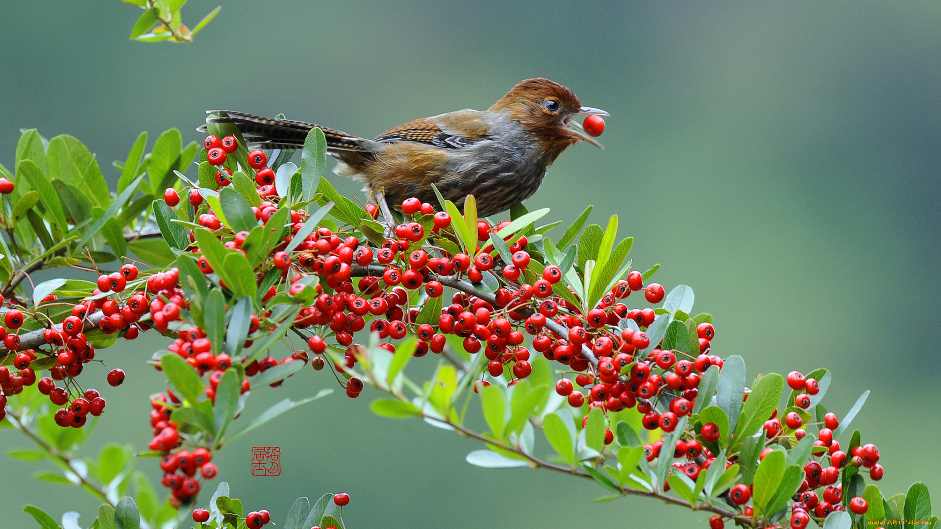 животные, птицы, ягоды, ветка