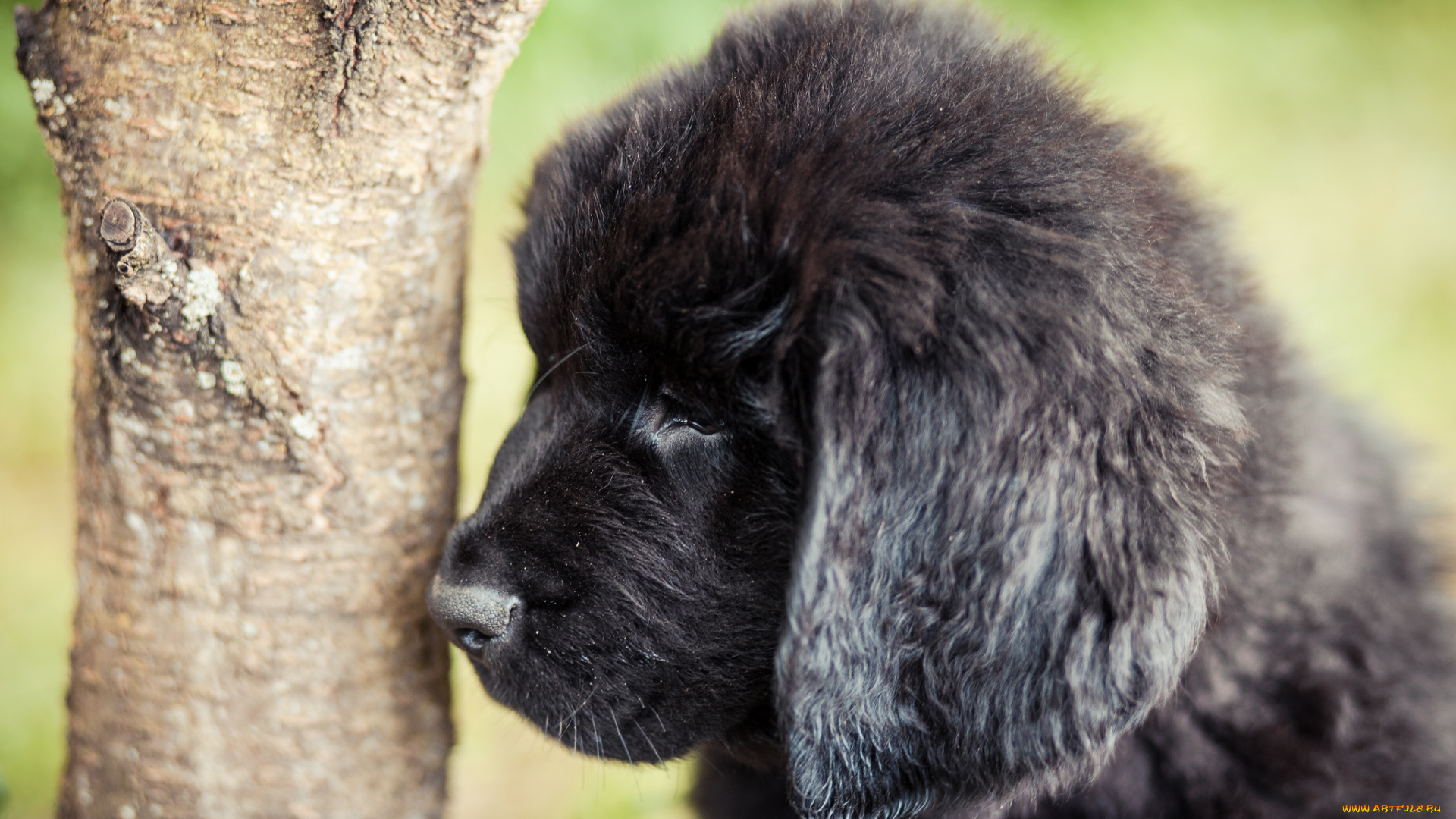 животные, собаки, дерево, щенок, ньюфаундленд