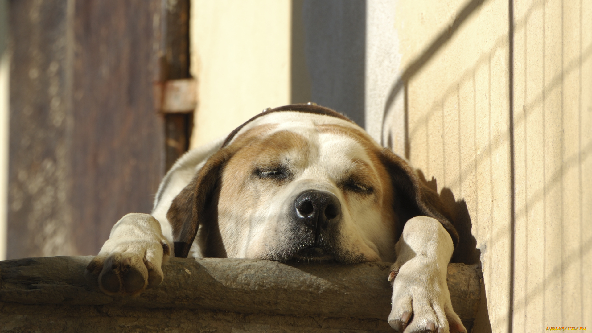 животные, собаки, отдых, спящая, лапы, сон