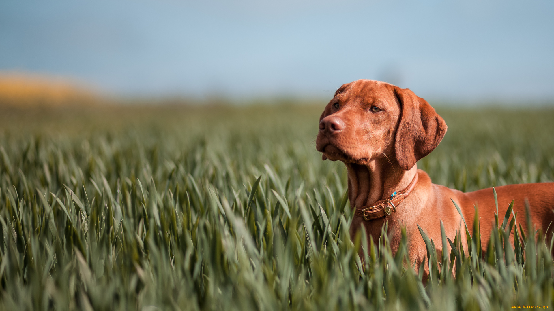 животные, собаки, поле