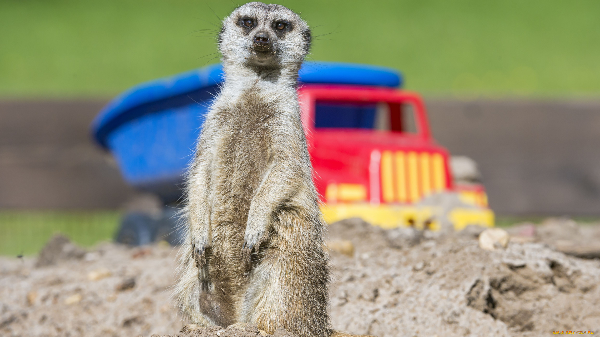 животные, сурикаты, стойка, песок