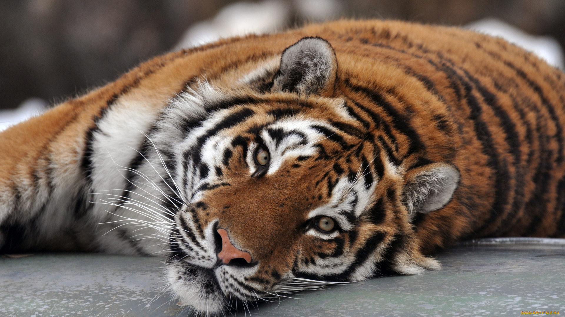 животные, тигры, амурский, тигр, морда