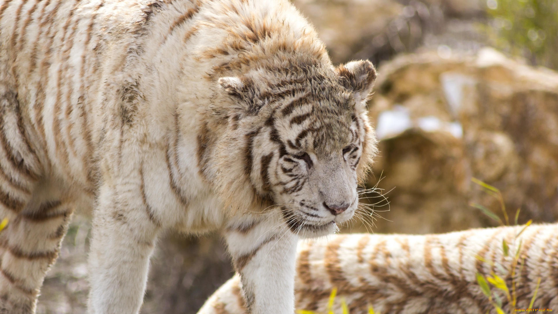 животные, тигры, белый, тигр