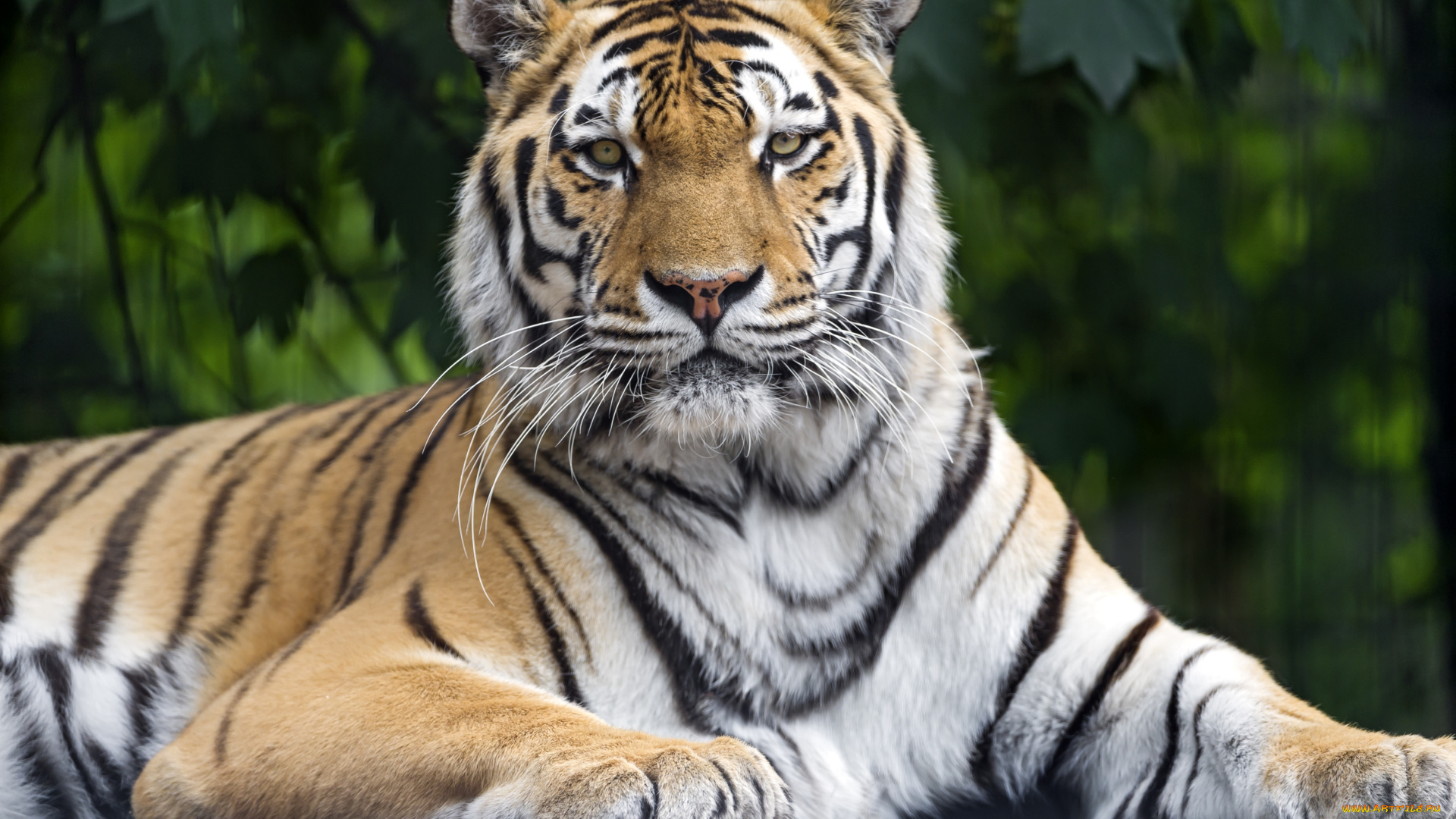 животные, тигры, красавец