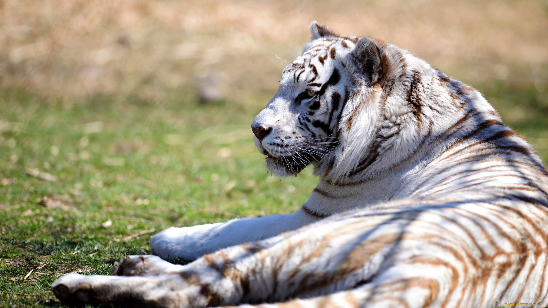 животные, тигры, отдых, белый, тигр