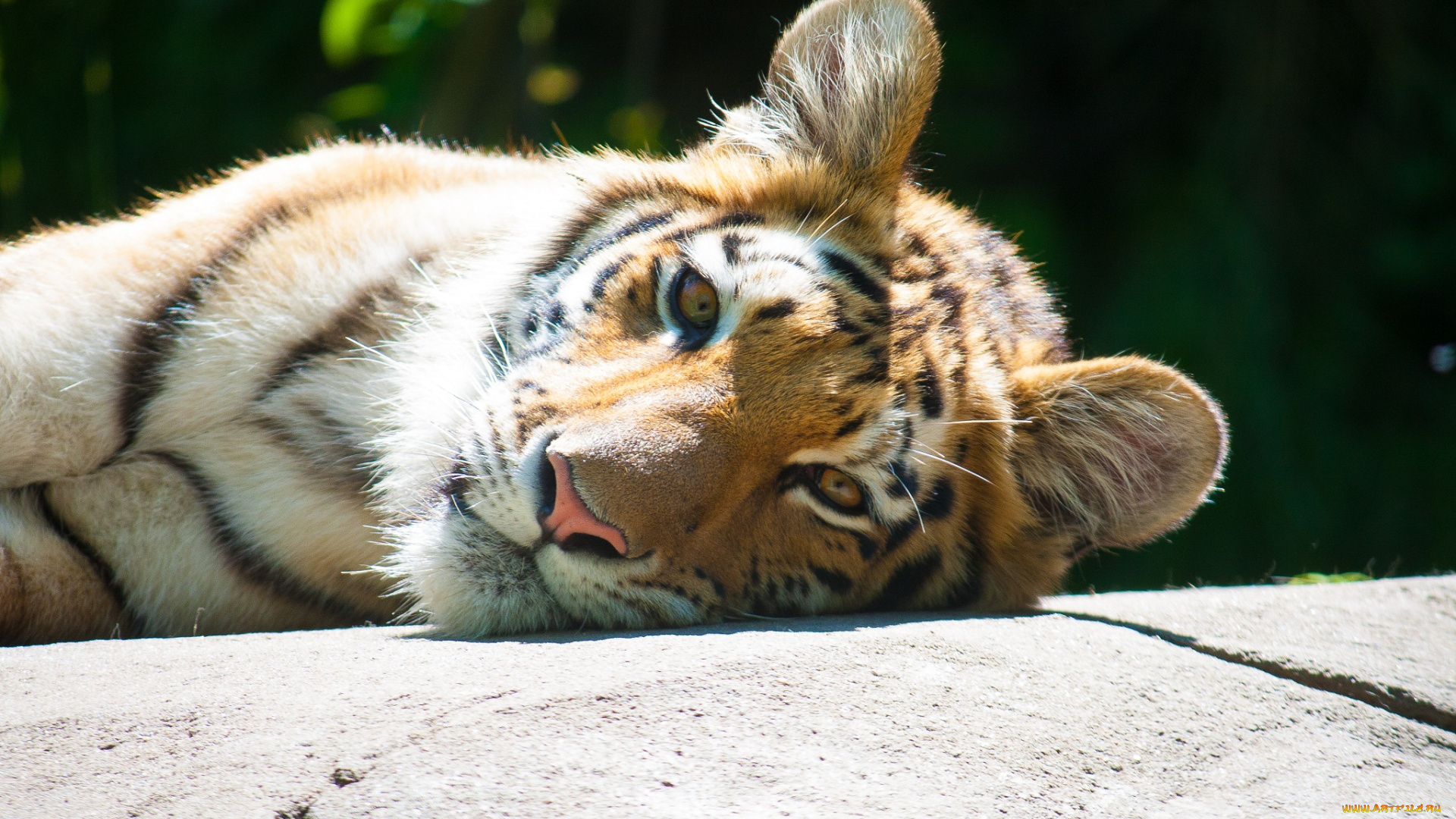 животные, тигры, подросток, морда, тигр