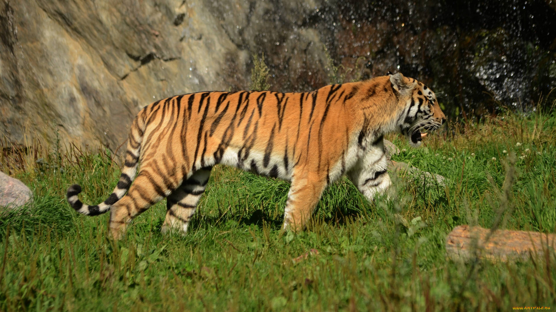 животные, тигры, прогулка, амурский, тигр