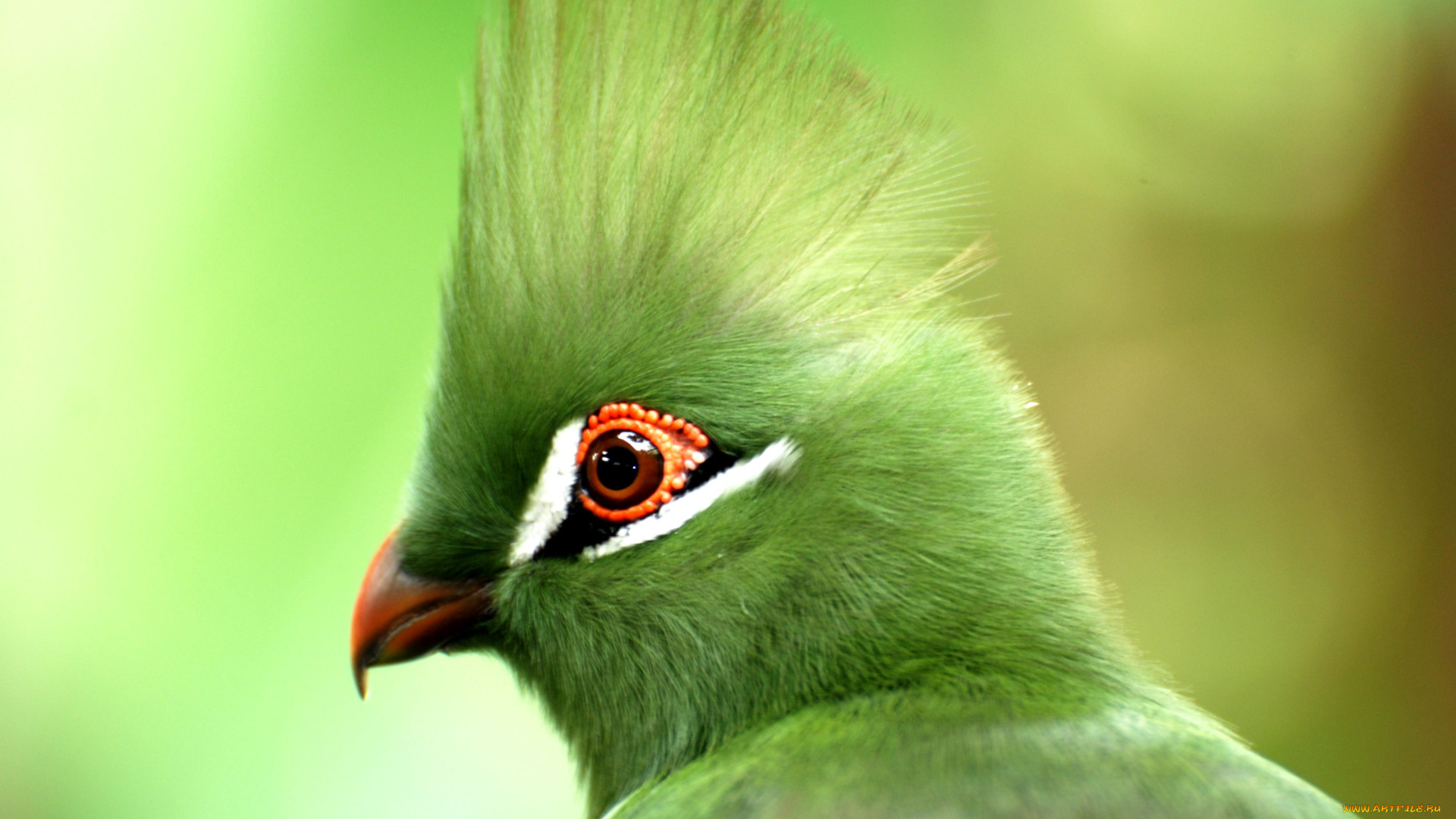 животные, турако, хохолок