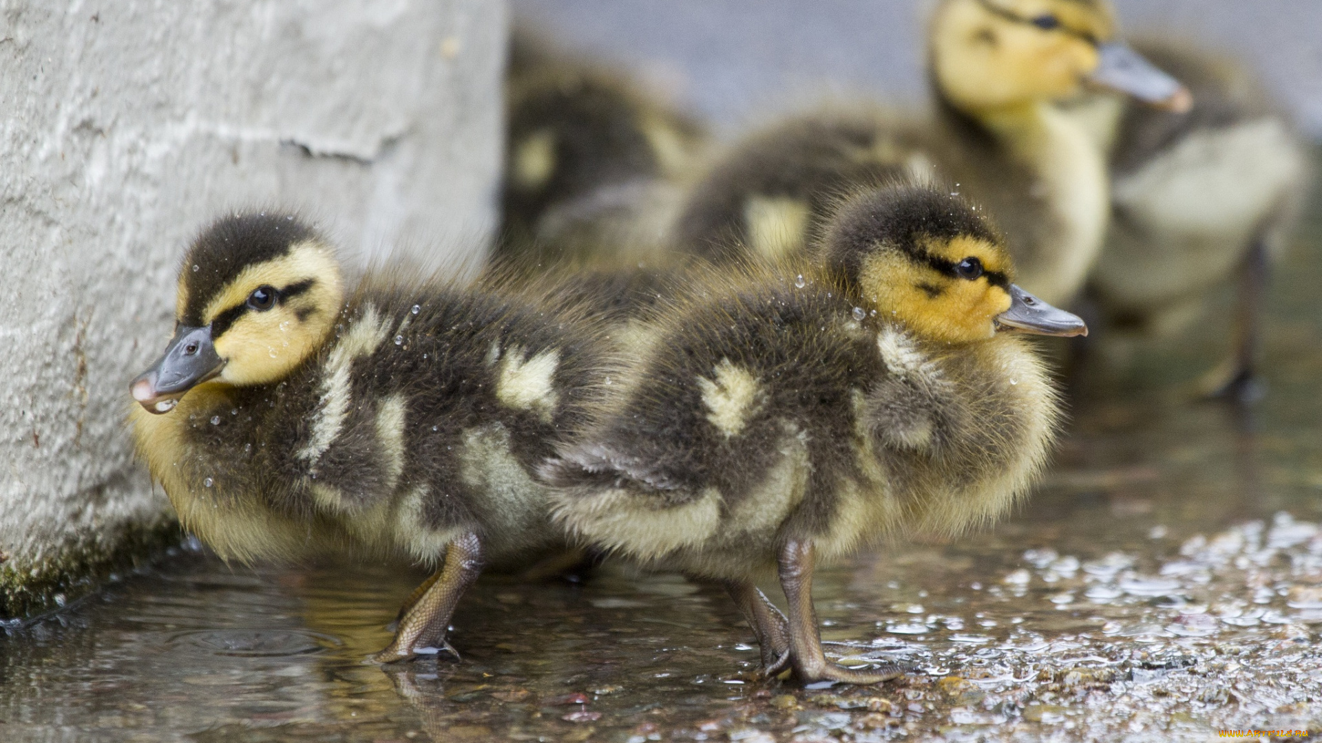 животные, утки, выводок, утята, птенцы, малыши