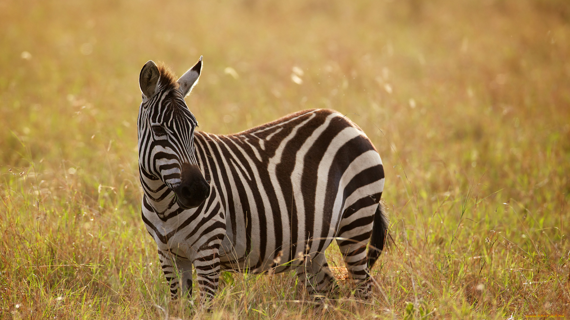 животные, зебры, трава