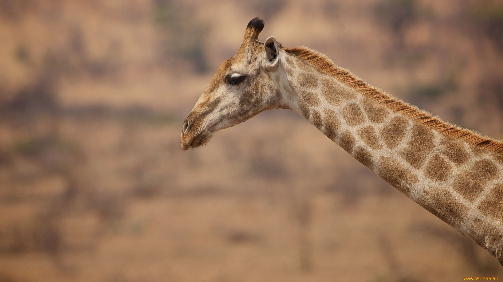 животные, жирафы, шея