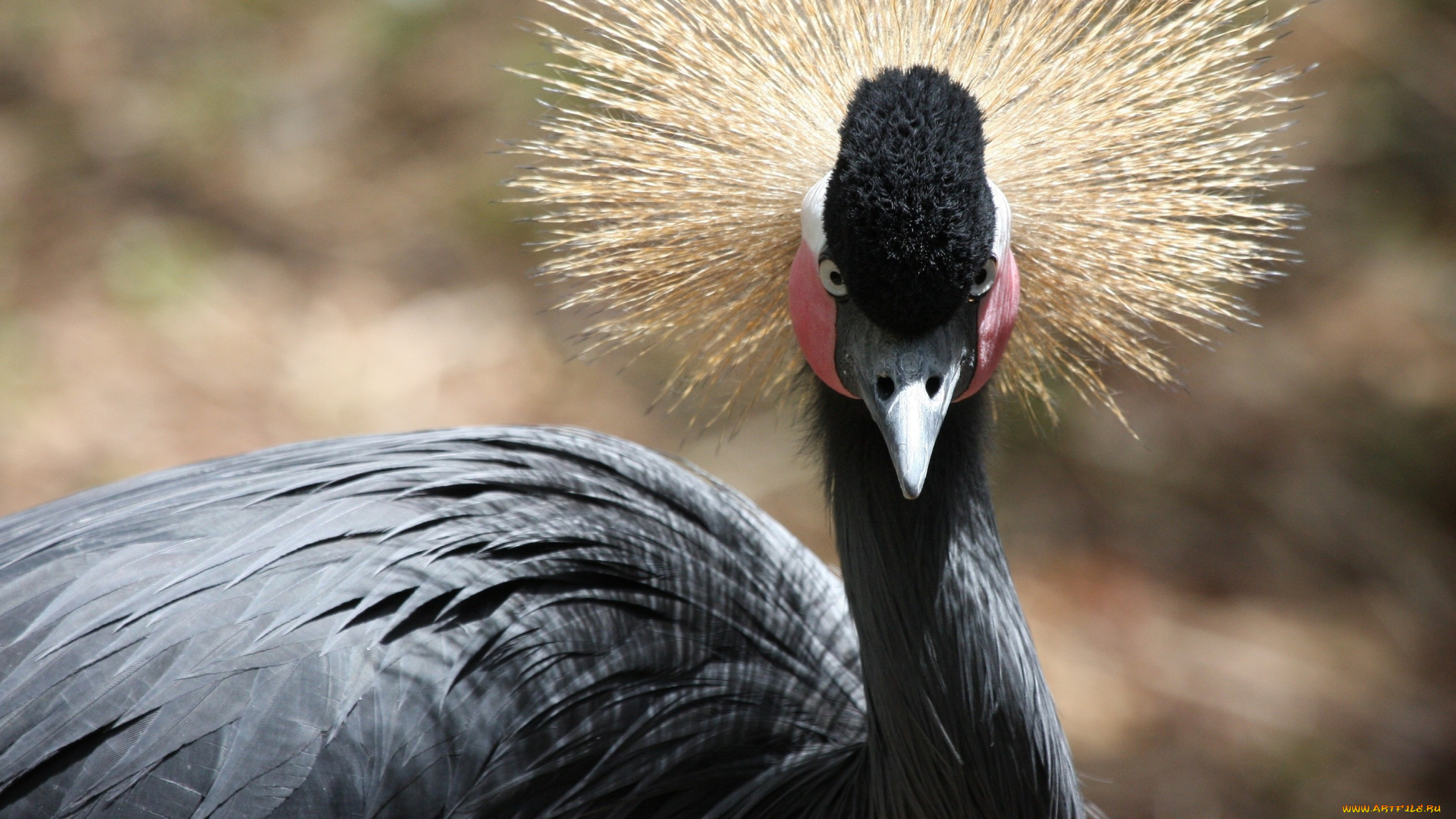 животные, журавли, венценосный, журавль, хохолок