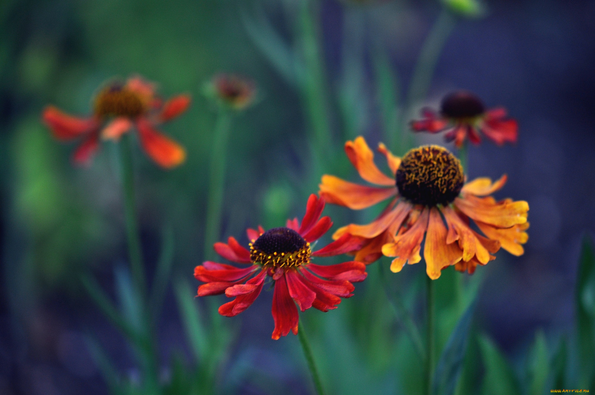цветы, гайлардии, гелениумы, гелениум